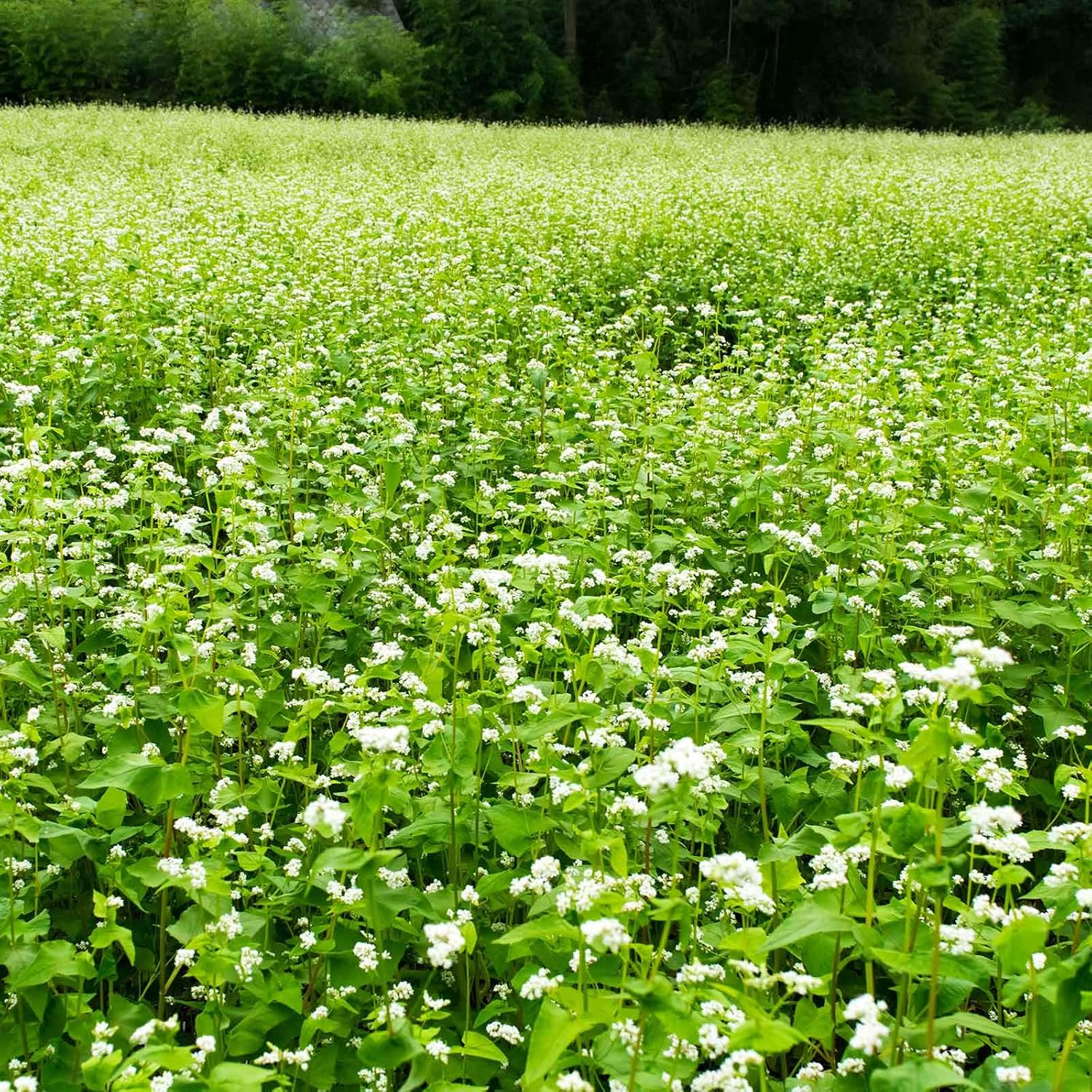 Mountain Valley Seed Co Buckwheat Seed - 5 Lb ~60,000 Seeds - Organic | Non-GMO, Whole (Shell On) - Grow Buck Wheat