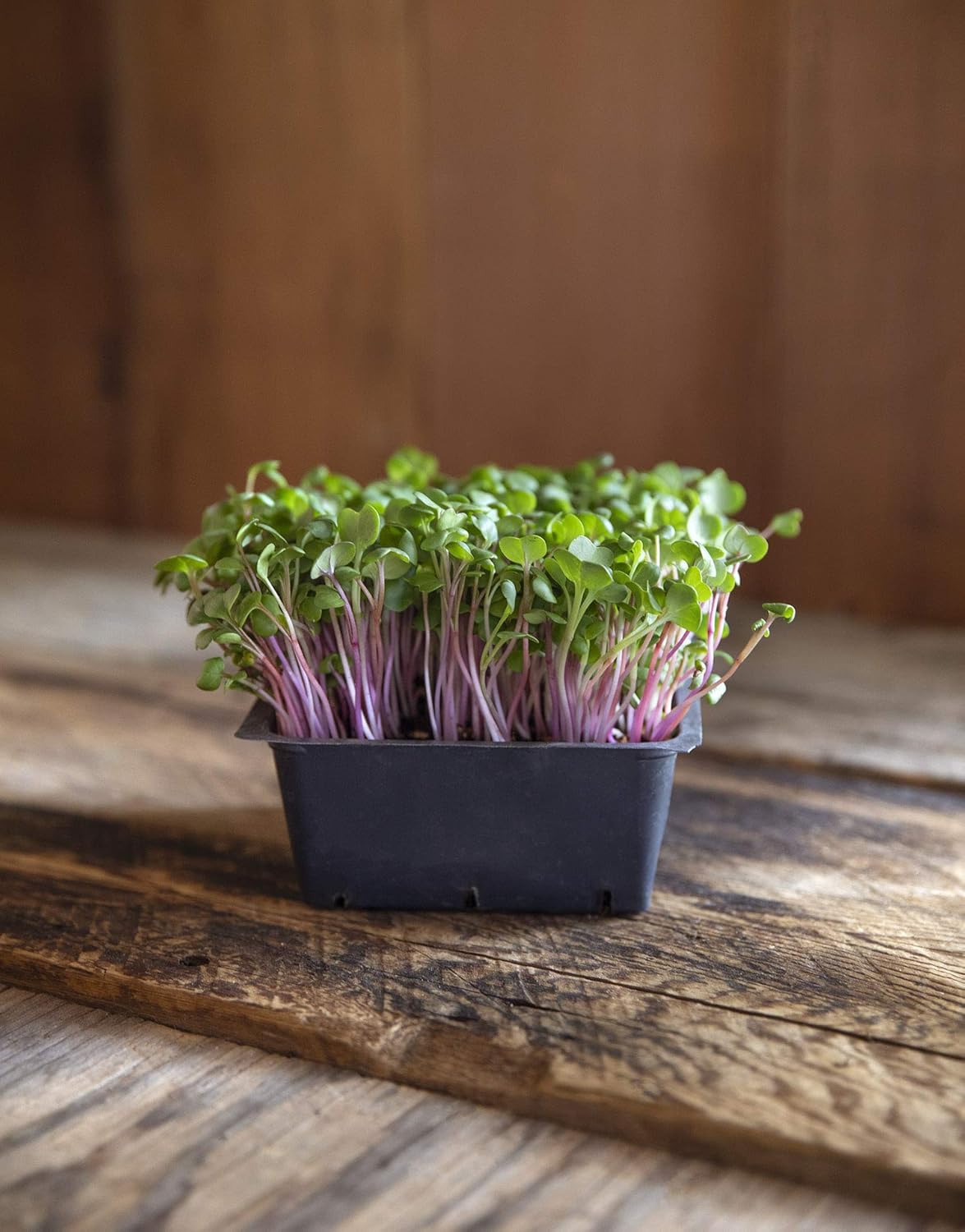 Heirloom Sprouting & Microgreen Seed Variety Pack | Contains Waltham 29 Broccoli Sprouting Seeds, Rainbow Radish