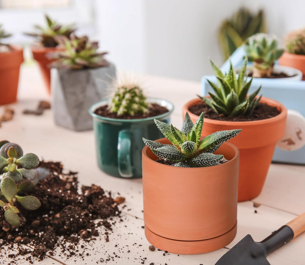 D'vine Dev 2-Pack Terracotta Plant Pots with Saucers, 4 Inch, 40-X-B-1 | Cylinder Shape, Timeless Style, Unglazed