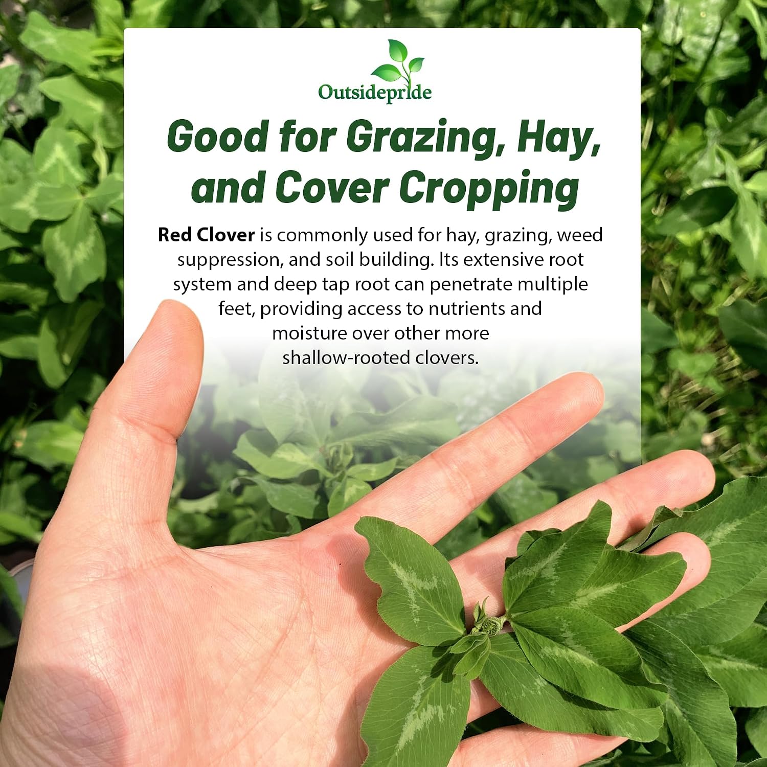 Outsidepride Perennial Red Clover Seeds - 5 lbs. Self-Seeding, Nitrocoated, Inoculated for Lawn, Yard, Forage, Pasture
