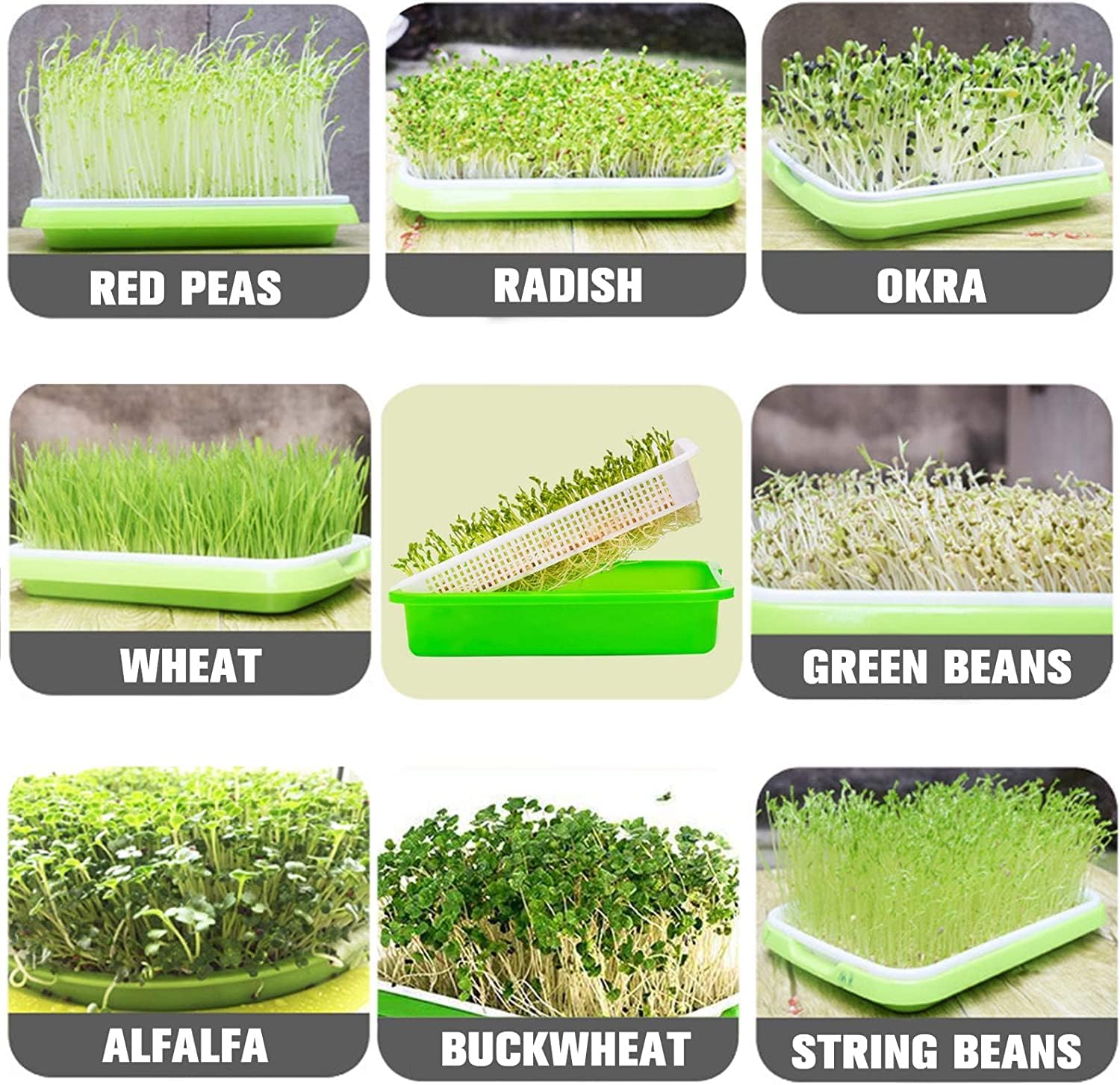 5 Pack Seed Sprouter Trays with Lids- Soil-Free Cultivation Germination Tray, BPA Free Micro Greens Growing Trays Seed