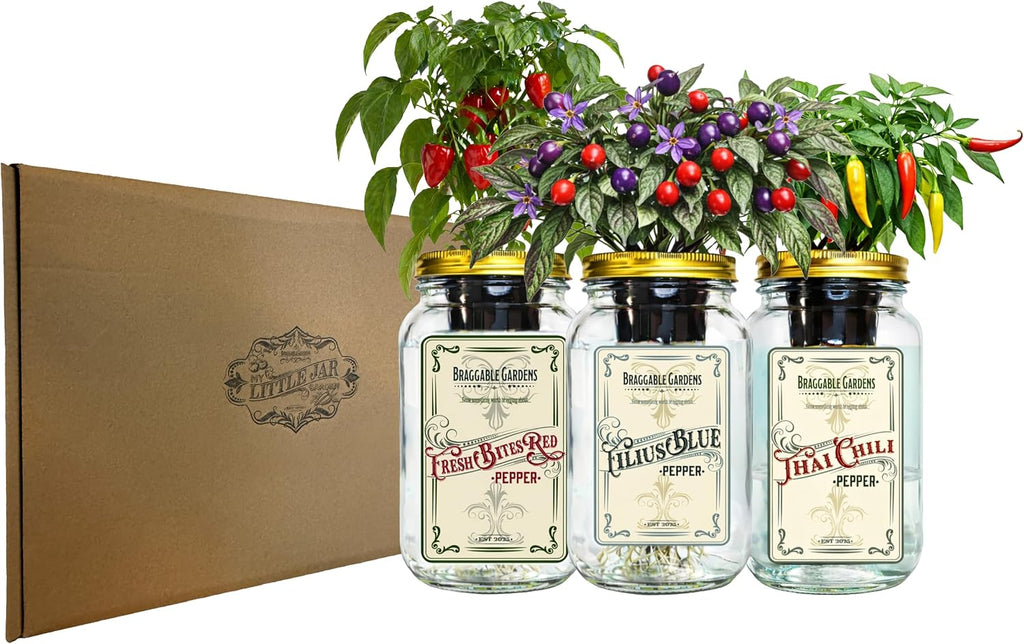 Micro Pepper Mason Jar Garden Kit (3 Pack) – Thai Chili, Filius Blue & Mini Red Bell Pepper – Indoor Hydroponic Pepper