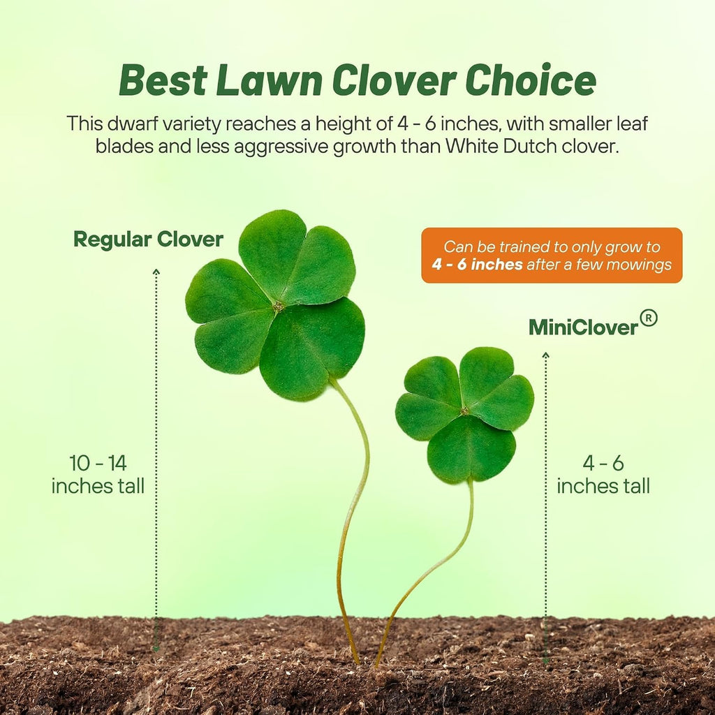 Outsidepride Perennial White MiniClover Seed - 1 lb. Dwarf, Small-Leaved, Drought & Wear-Tolerant Micro Clover Seeds