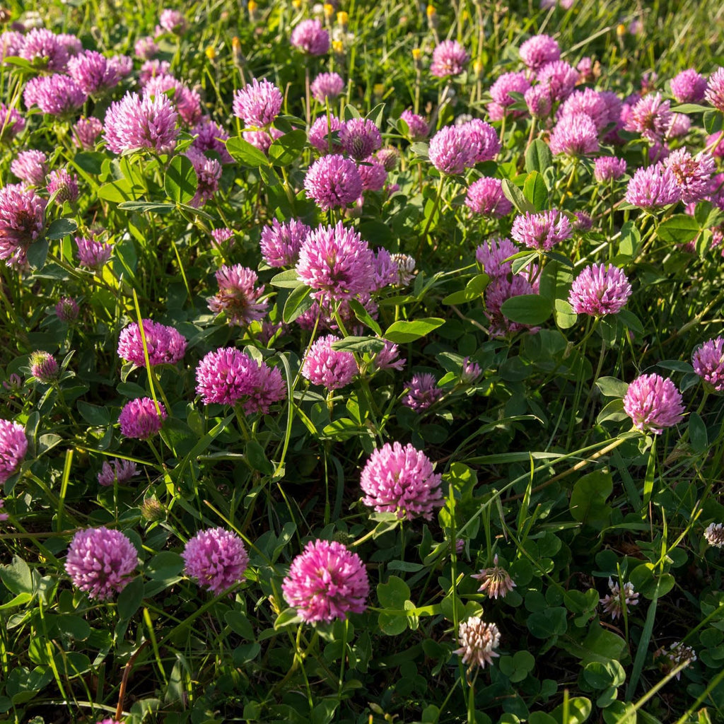Outsidepride Perennial Red Clover Seeds - 5 lbs. Self-Seeding, Nitrocoated, Inoculated for Lawn, Yard, Forage, Pasture