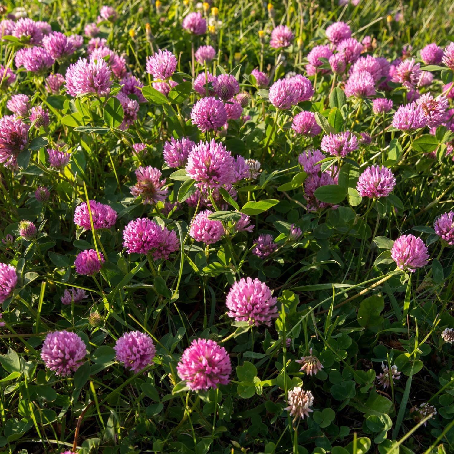 Outsidepride Perennial Red Clover Seeds - 5 lbs. Self-Seeding, Nitrocoated, Inoculated for Lawn, Yard, Forage, Pasture