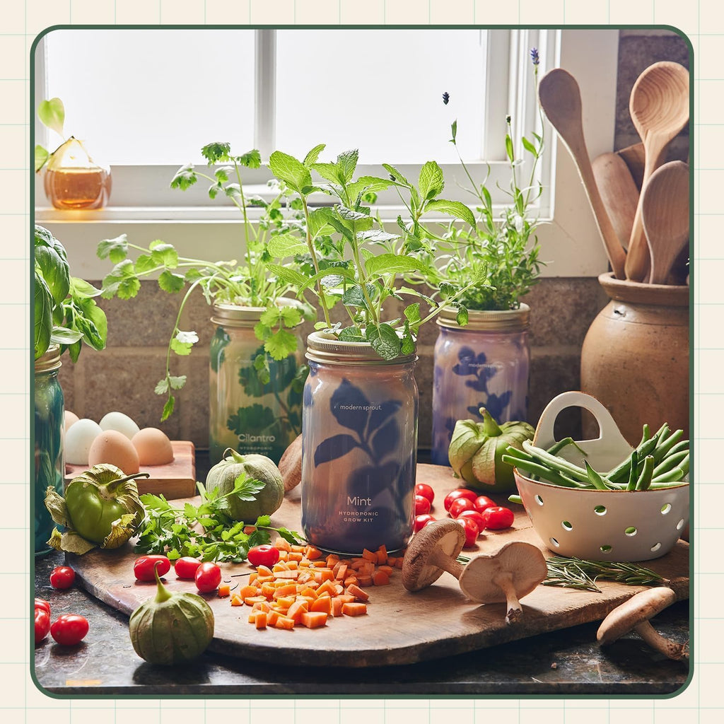 Modern Sprout MasonJar+Replant Kit-Self-Watering Hydroponic System-Cilantro | Growing System Kit w/Organic Herb Seeds