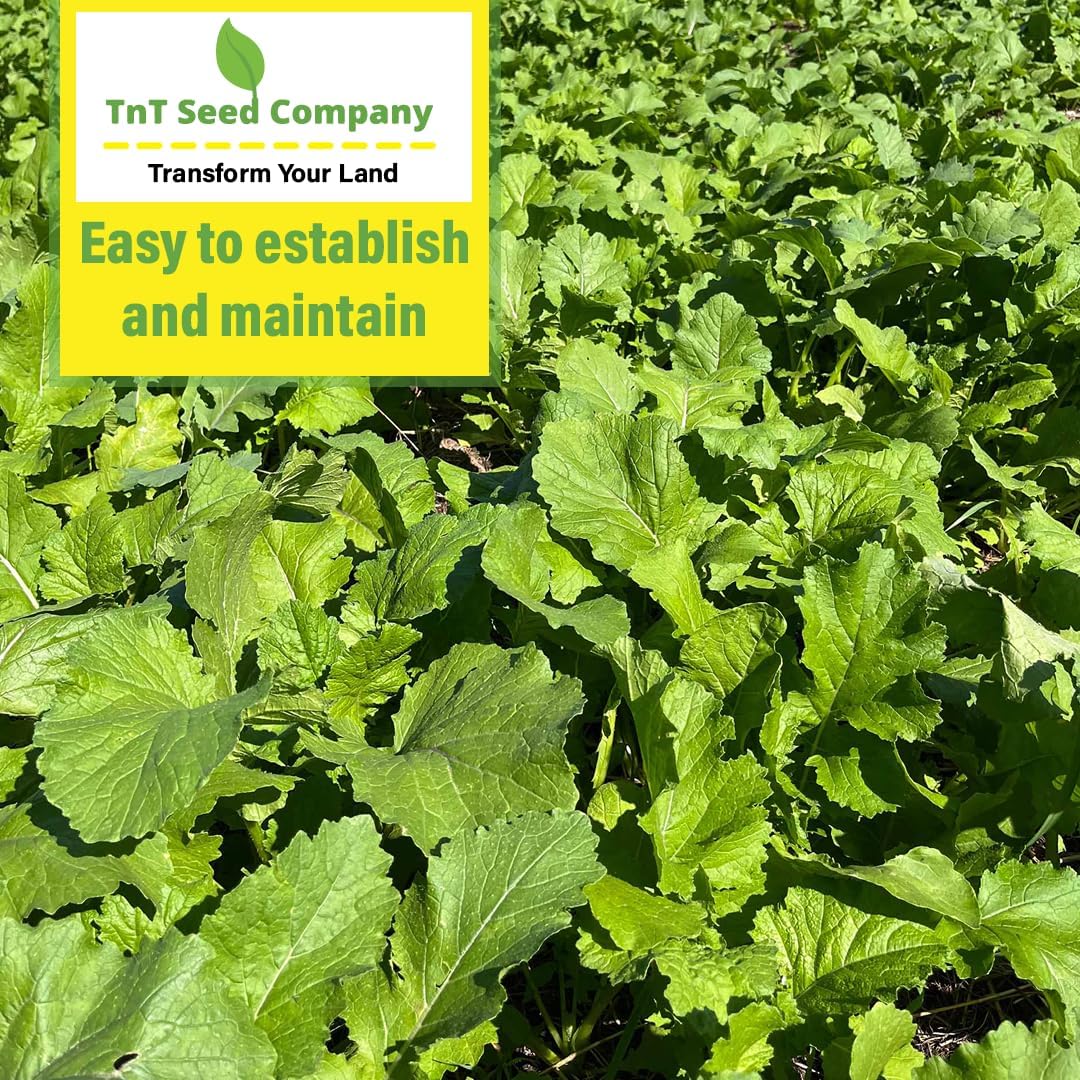 Brassica Overload Deer Food Plot Seed Mix, 1/2 Acre, Cold Hardy Annual Fall Blend, Tillage Radish, Purple Top Turnips
