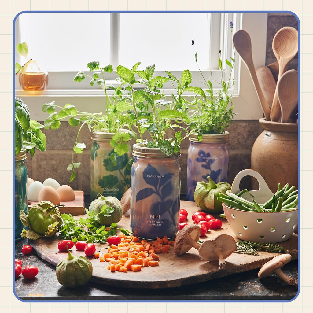 Modern Sprout MasonJar+Replant Kit-Self-Watering Hydroponic System-Lavender | Growing System Kit w/Organic Herb Seeds