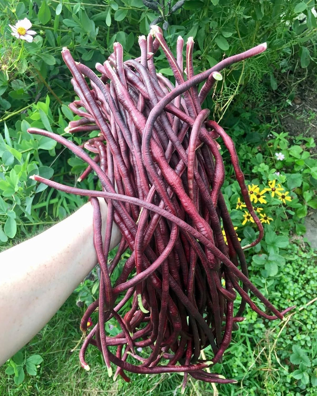 Red and Green Mix Yard Long Bean Seeds - 1/4 Pound Dark Green & 1/4 Pound Red Noodle - for 2026 Planting 2 Colors Mixed