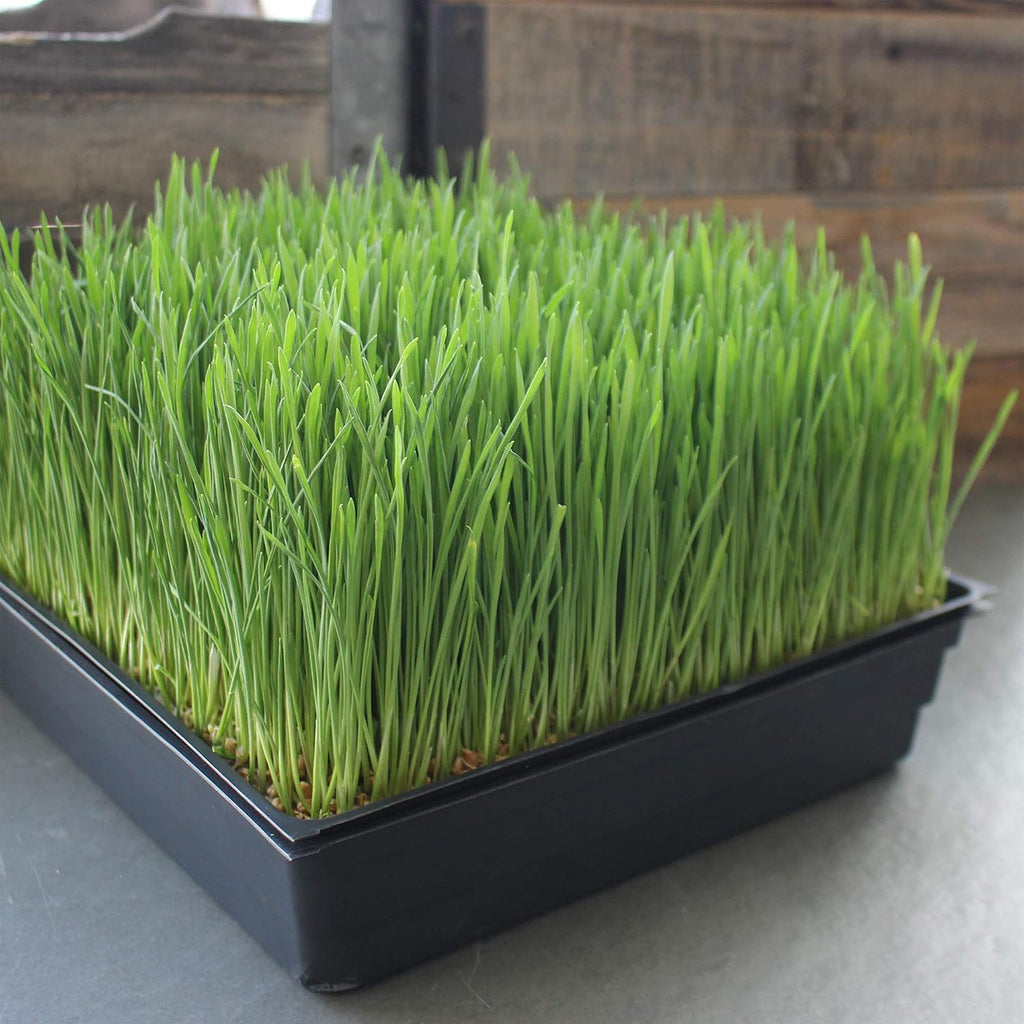 Handy Pantry 50-Pack 1010 Garden Growing Trays Without Drain Holes 10 x 10 | Plastic Plant Trays No Holes Wheatgrass