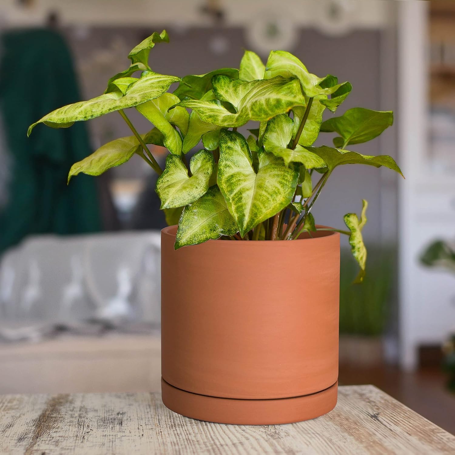 D'vine Dev Terracotta Plant Pot with Saucer, 6 Inch, 40-X-A-3 | Cylinder Shape, Timeless Style, Unglazed Terracotta