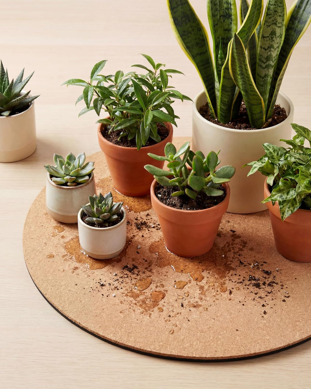 Cork Plant Coasters & Saucers – Absorbent Round Mats for Indoor Flower Pots, Planters, Houseplants, Surface Protector
