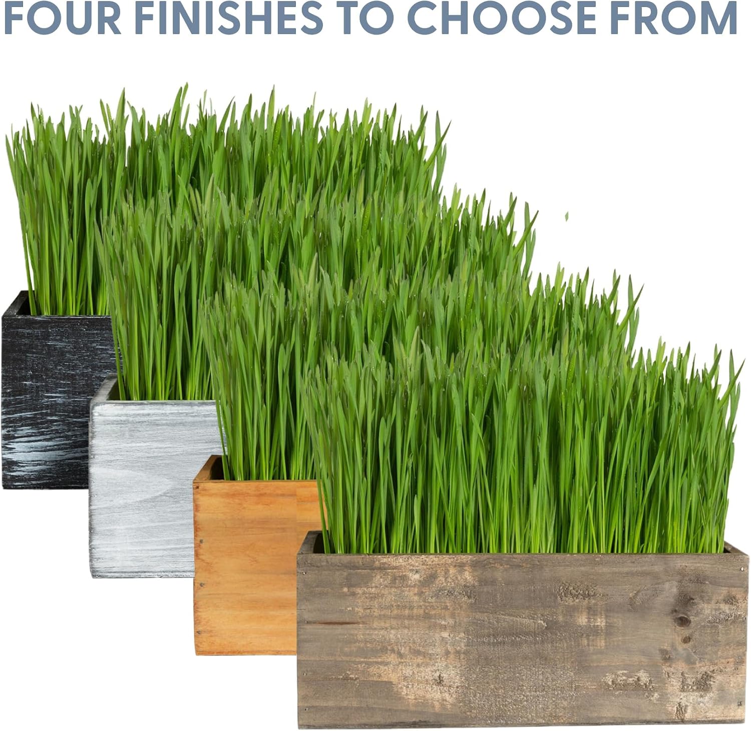 The Cat Ladies Cat Grass Kit Complete with Rustic Wood Planter, Organic Seed and Soil. Easy to Grow - Great for Indoor