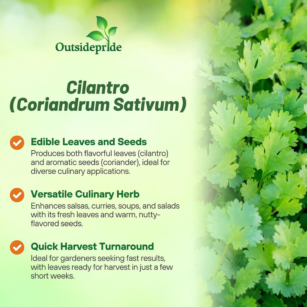 Outsidepride 1 Lb Annual Coriander Cilantro Herb Garden Seeds for Microgreens, Sprouts, & Cooking