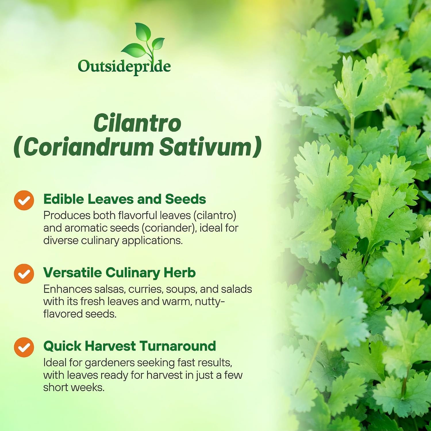 Outsidepride 1 Lb Annual Coriander Cilantro Herb Garden Seeds for Microgreens, Sprouts, & Cooking