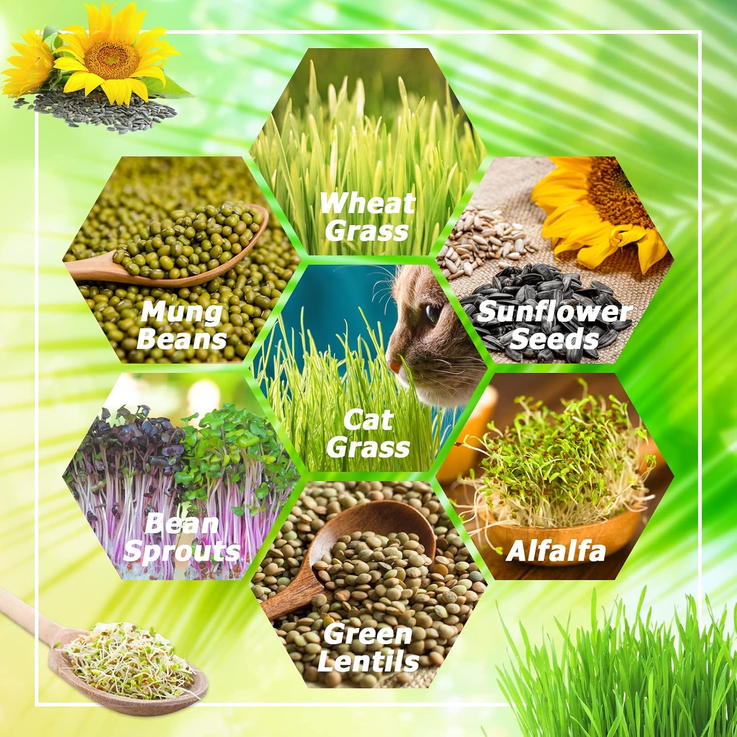 5 Pack Seed Sprouter Trays with Lids- Soil-Free Cultivation Germination Tray, BPA Free Micro Greens Growing Trays Seed