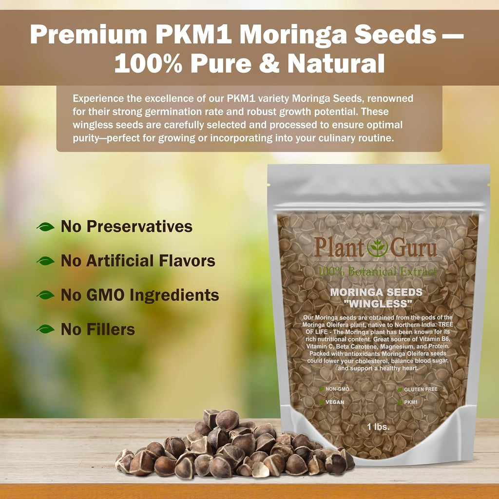 Moringa Seeds Wingless 3 lbs. - PKM1 Variety - Edible Snacking - Planting - Moringa Oleifera - Malunggay - Semillas De