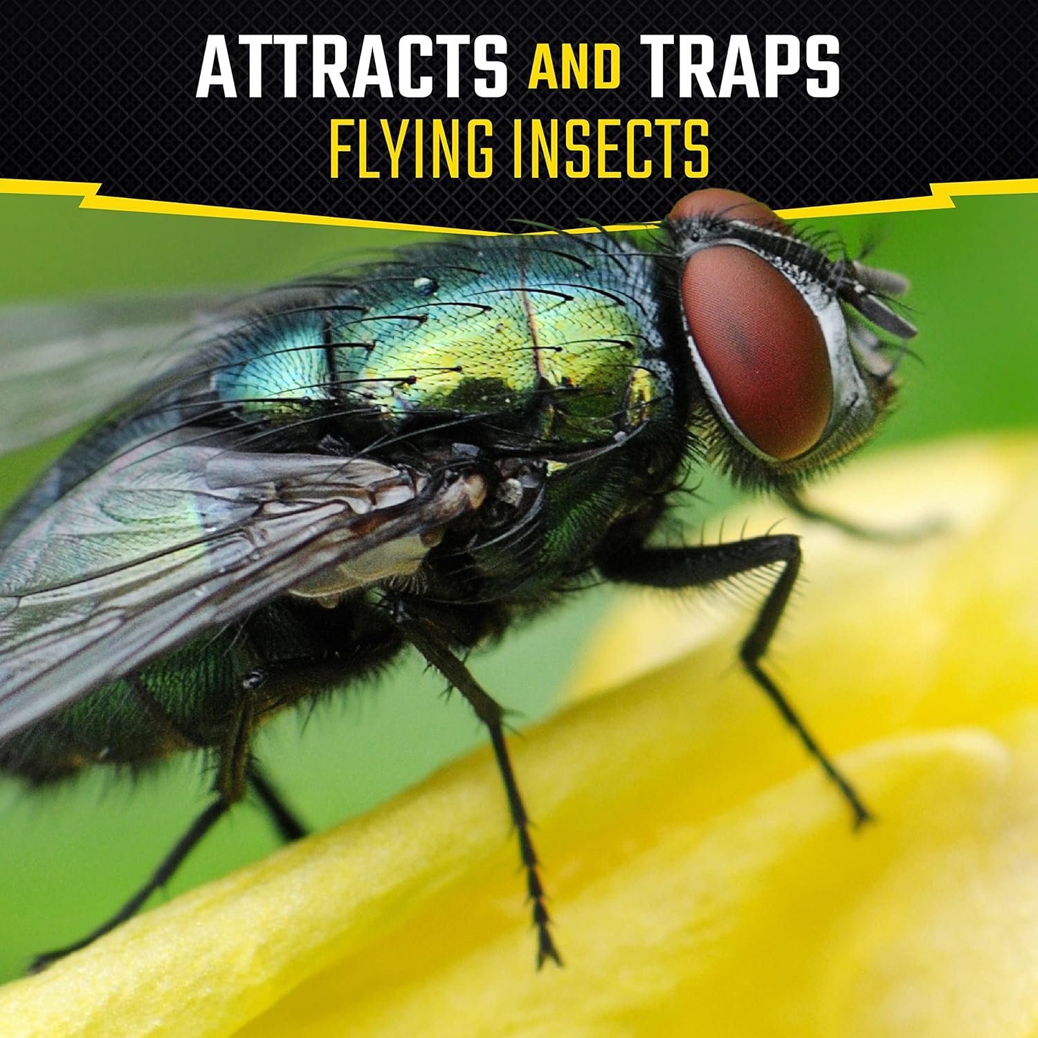 Black Flag Fly Stick, Trap Houseflies and Flying Insects, Pack of 6 | Traps & Attracts Flying Insects, For Indoor &