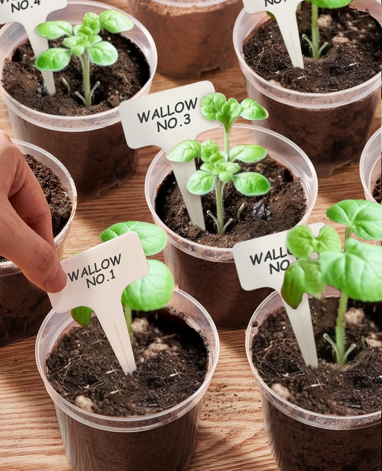 4 Inch Clear Nursery Pots for Plants with 20 Plant Labels (60 Pcs) | Multiple drainage holes and a raised base support