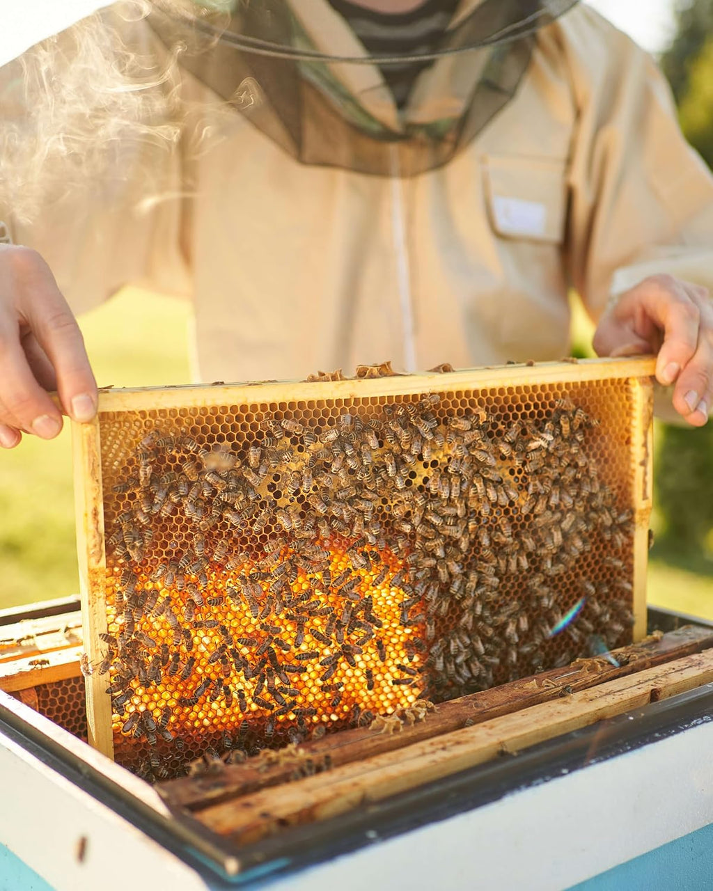 10 Pack Bee Frames Deep - Bee Hive Frames and Wax Foundations Yellow Beehive Frams