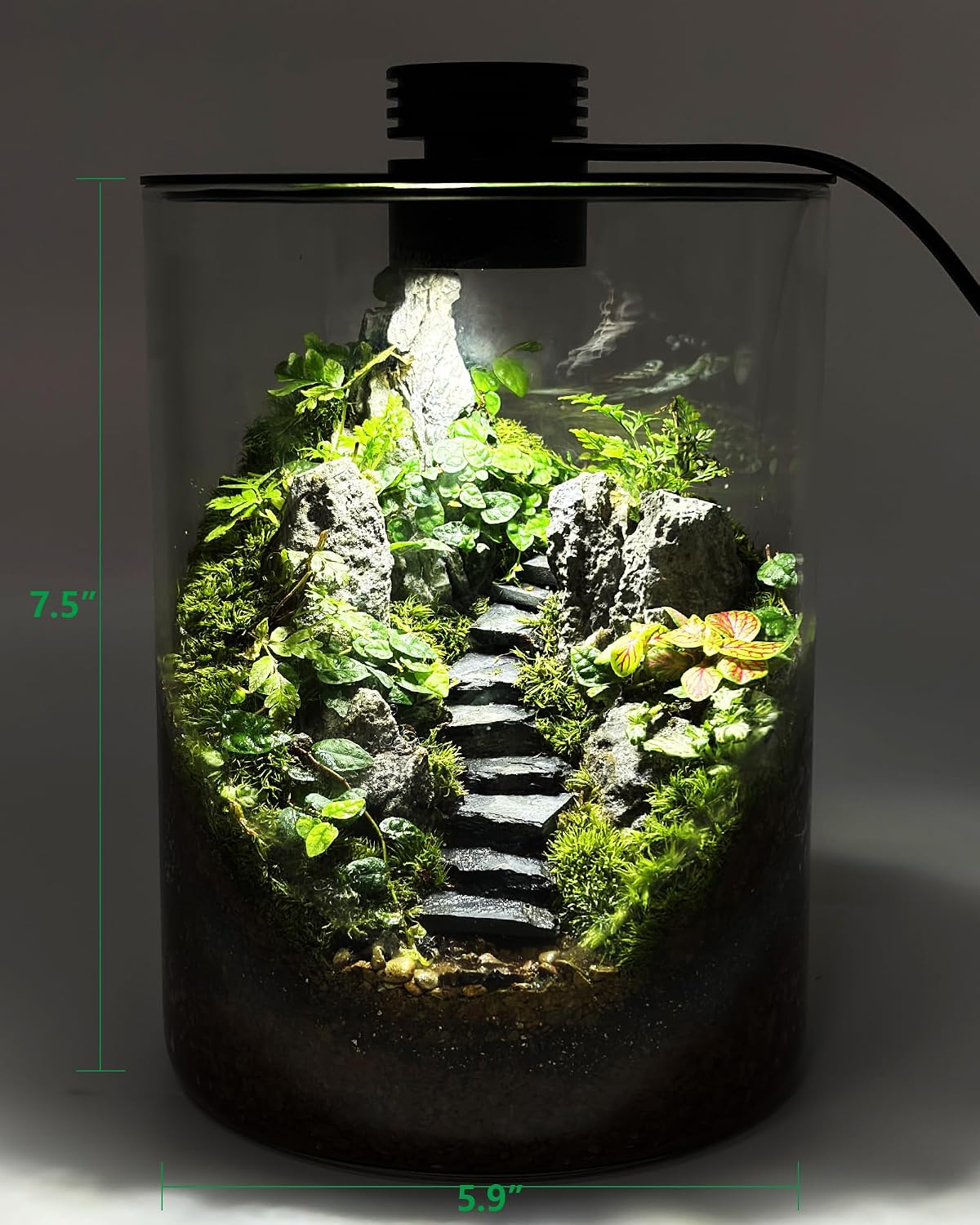 Desktop Glass Terrarium with Grow Light (7.5" H x 5.9" D) - for Succulents, Moss, Mini Gardens, Betta Fish Tanks