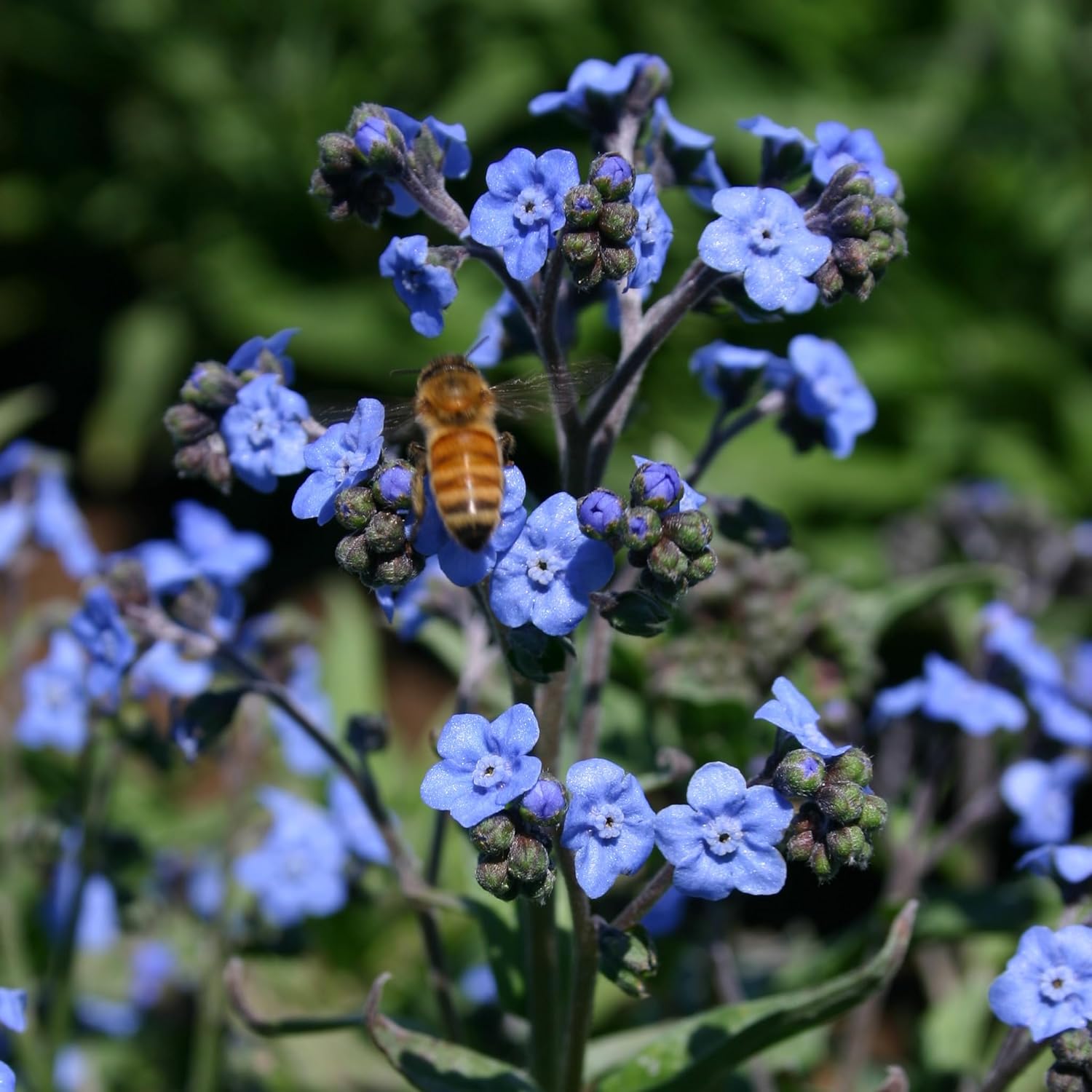 Seeds of Remembrance | Pre Filled Non-GMO, Non-Coated Forget Me Not Seeds Packets | Perfect Memorial Service Giveaways