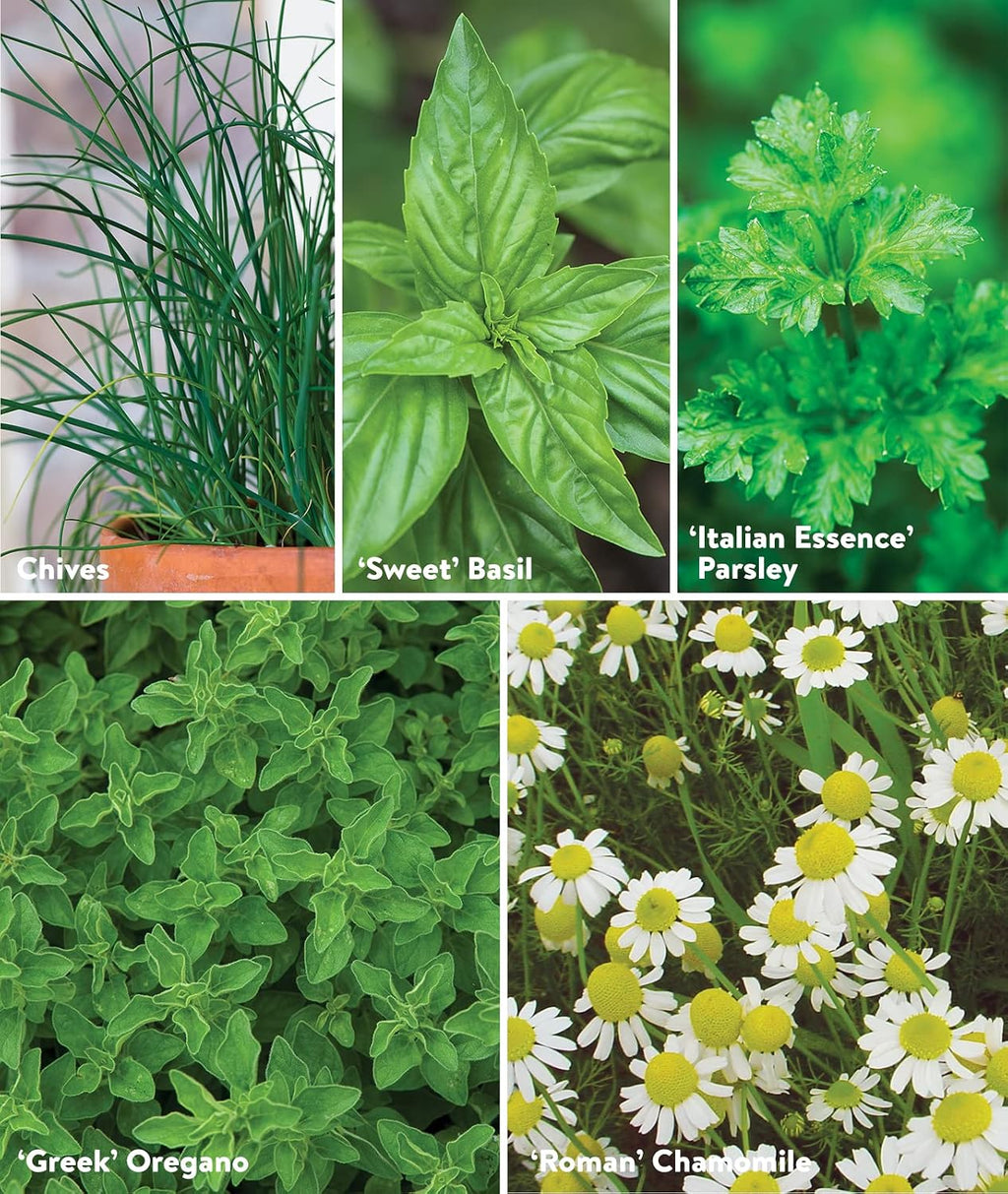 Burpee Culinary Classics Garden Collection 10 Packets of Non-GMO Chives, Cilantro, Basil, Sage, Thyme, Dill, Parsley