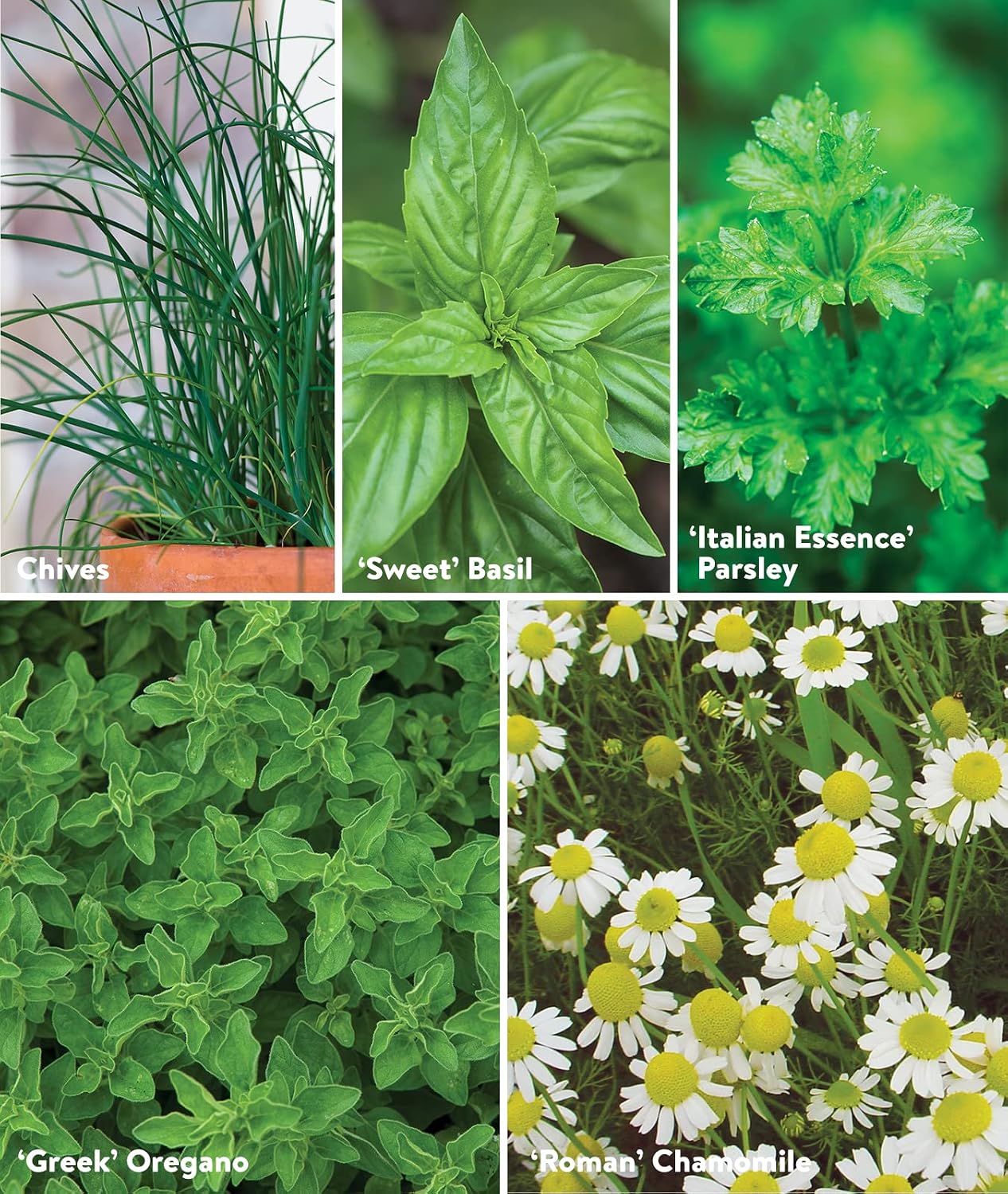 Burpee Culinary Classics Garden Collection 10 Packets of Non-GMO Chives, Cilantro, Basil, Sage, Thyme, Dill, Parsley