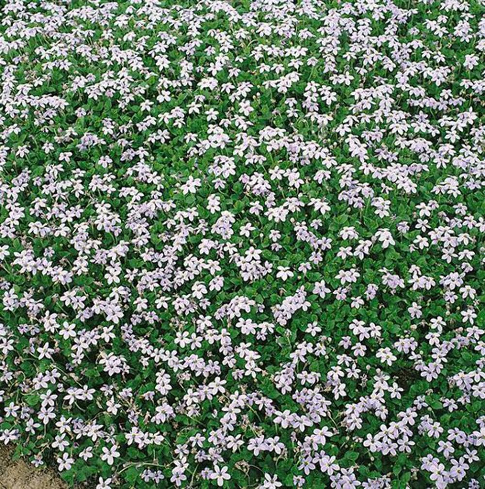 Isotoma fluviatilis (Blue Star Creeper) Groundcover, Size- Container, Bluish Flowers