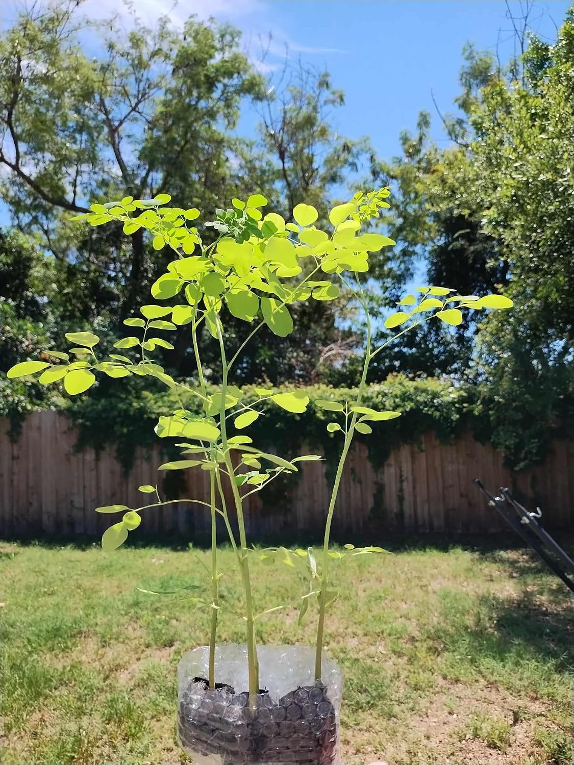Moringa Plants 10 Moringa Trees Live Saplings - PKM1 Variety - Natural Herbs - with Free Moringa Seeds - Drumstick Tree