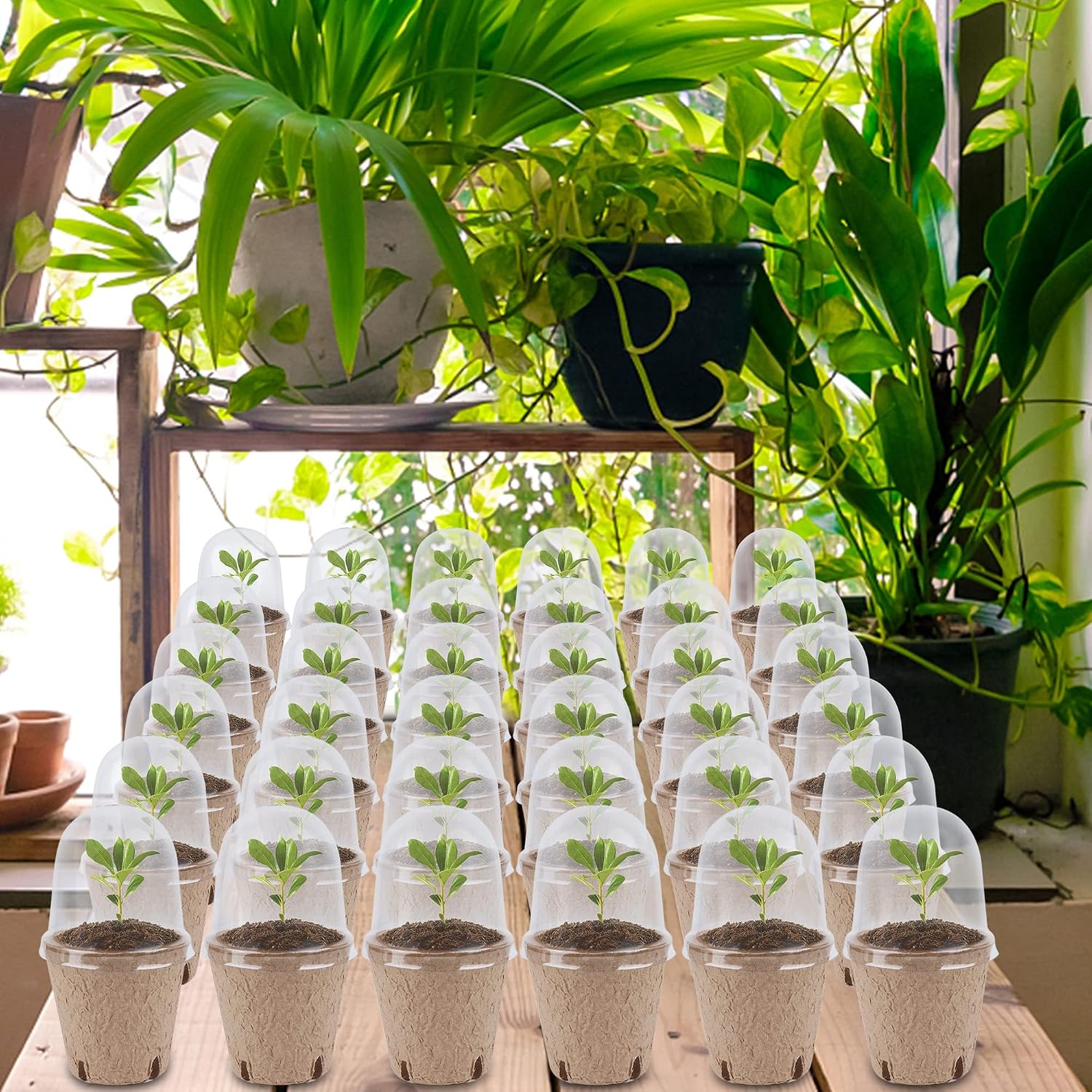 winemana 36 Set Plant Nursery Pots with Humidity Dome, Seed Starter Biodegradable Peat Pots, Seedlings Planting Pots