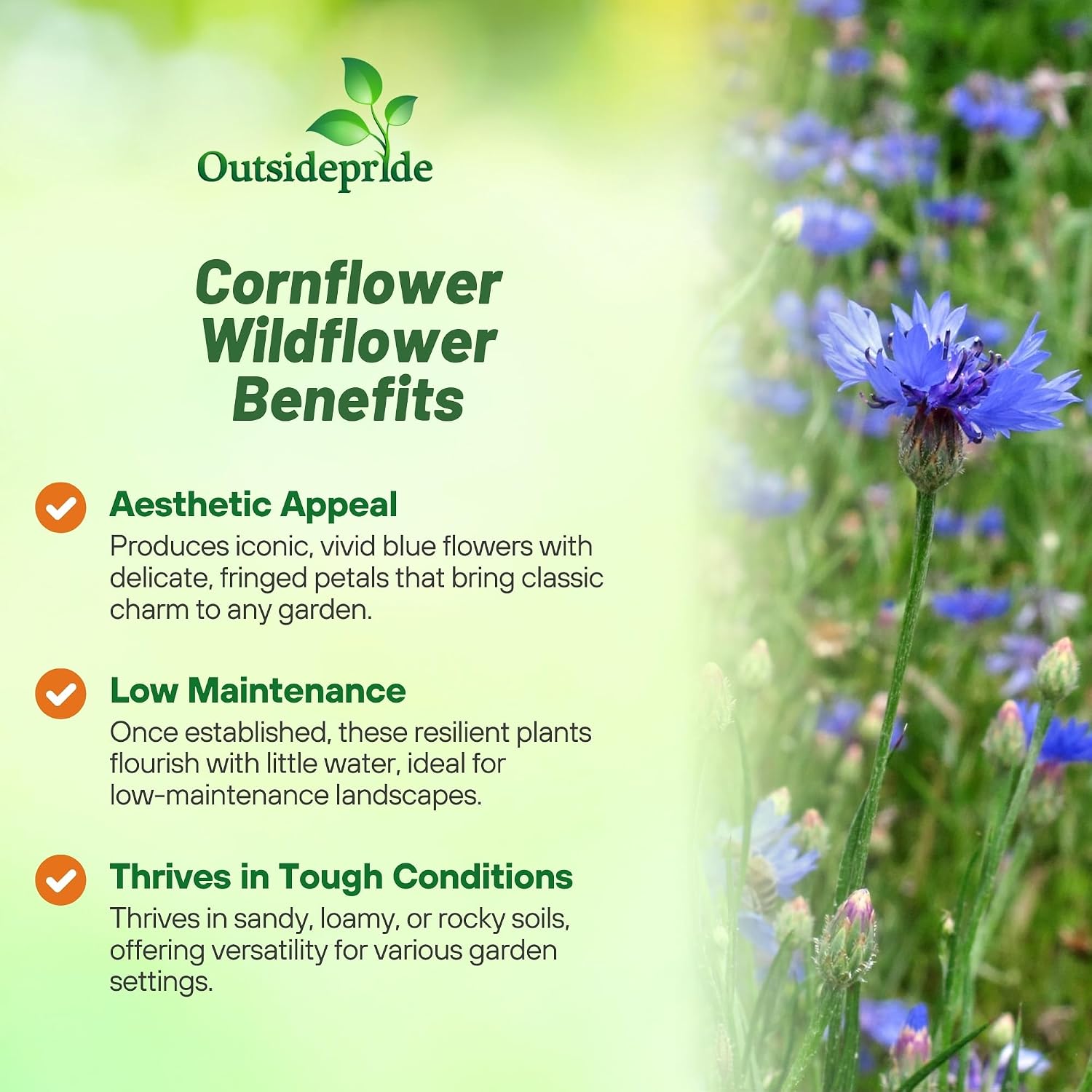 Outsidepride Blue Cornflower Seeds for Planting - 1 lb. Annual Bachelor's Button Flower Seeds for Cut Flower Gardens
