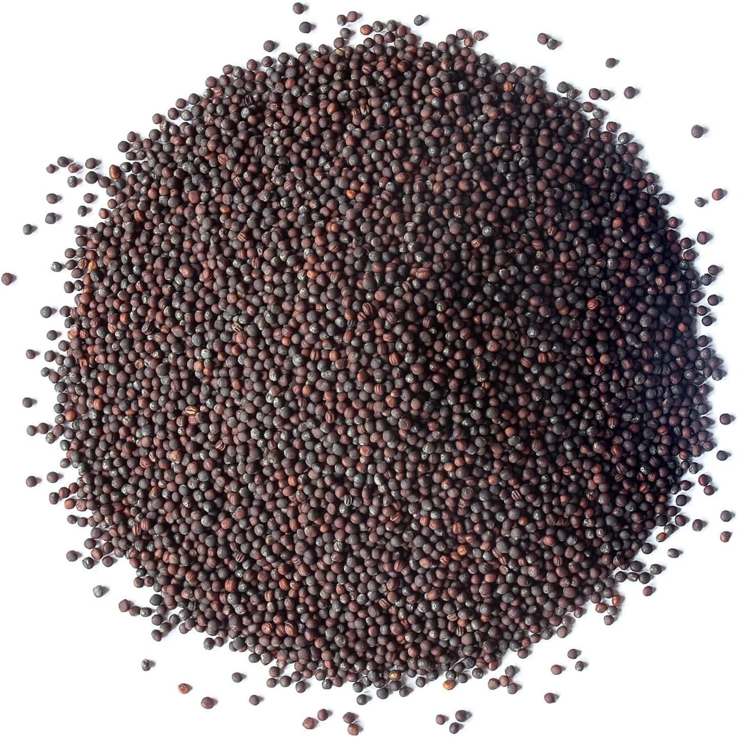 Food to Live Organic Broccoli Seeds for Sprouting, 12 Pounds – Non-GMO, Vegan, Kosher, Sirtfood, Bulk. Rich in