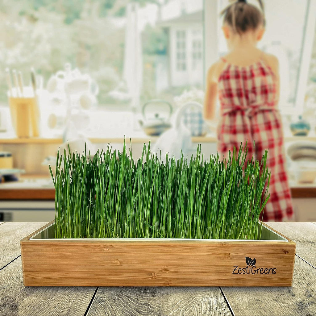 Wheatgrass Growing Kit - Self-Watering Reusable Tray & USA Seeds | Organic kit with soilless grow mats, blackout lid