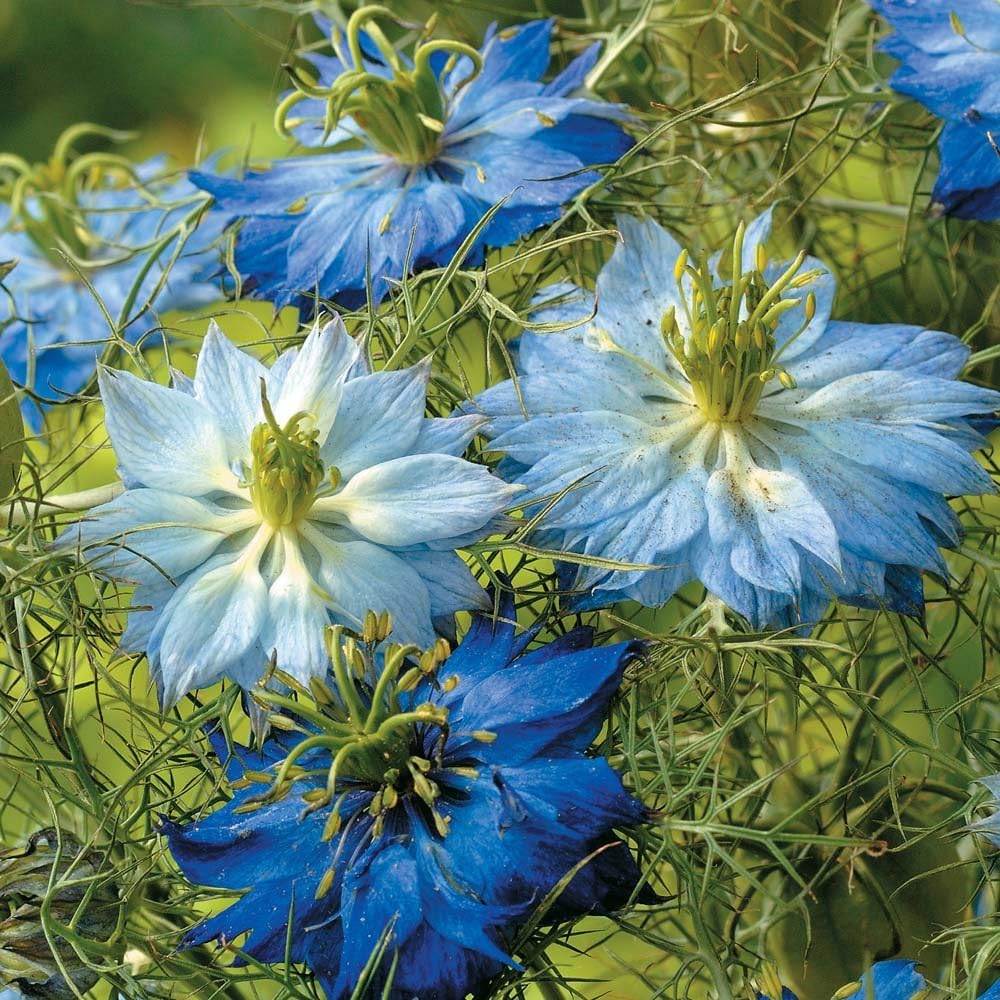 Non GMO Love in a Mist Flower Seeds Nigella damascena (1 Lb) 224,000 Seeds