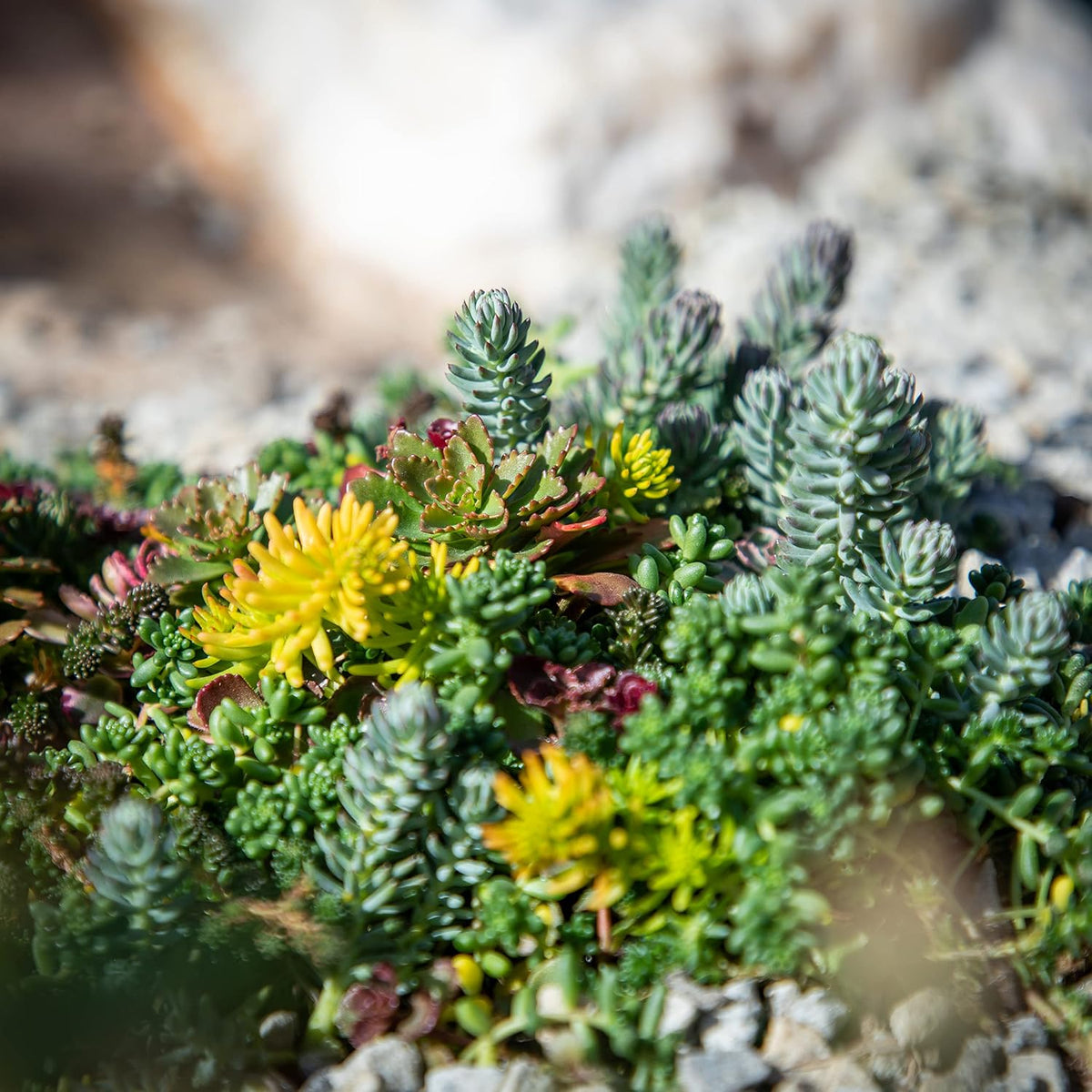 10 in. x 20 in. Sedum Groundcover Mat, Non-toxic Hardy Stonecrop for Landscaping, Live Succulents, Pet Friendly Plants