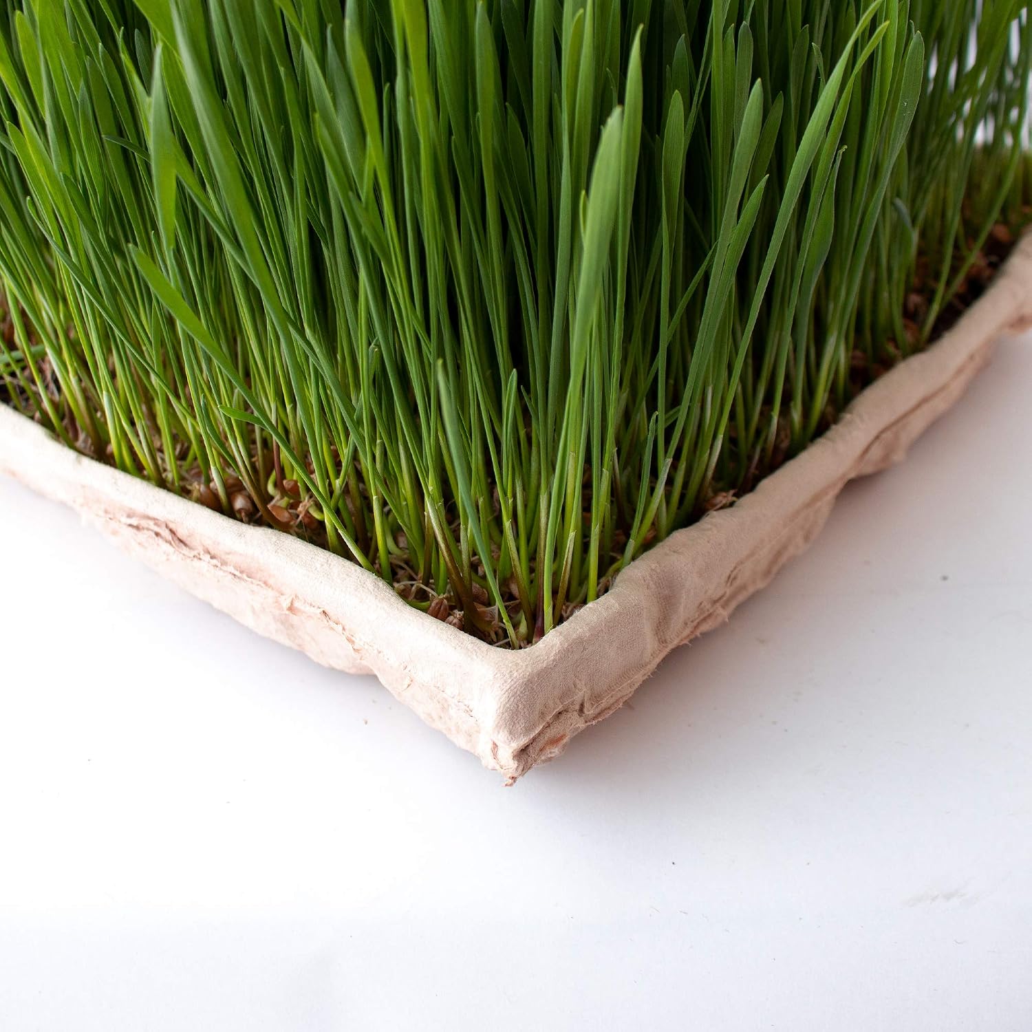 Handy Pantry True Microgreen Tray - ECO Compostable Plant Growing Trays - Single Use Stiff Paper Growing Flats with