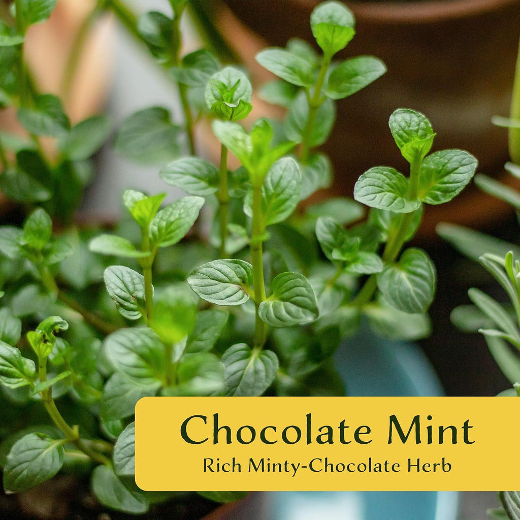 6 Chocolate Mint | Live Plants in 2.5-inch Nursery Cubes | Mentha x piperita f. citrata Chocolate Variety | Easy-Care