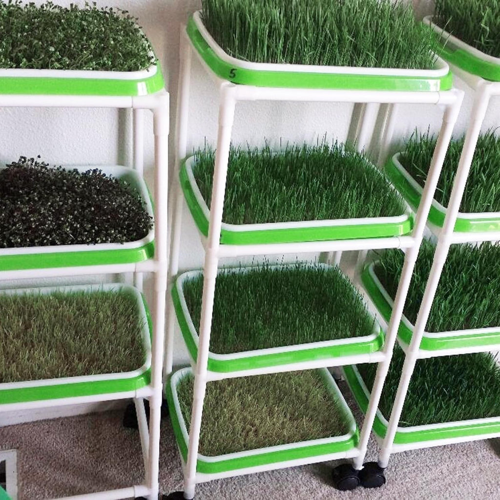 20 Pack 12.6 x 10 x 1.8 inch Microgreens Growing Trays, BPA-Free Sprouting Trays, Germination Tray for Beans