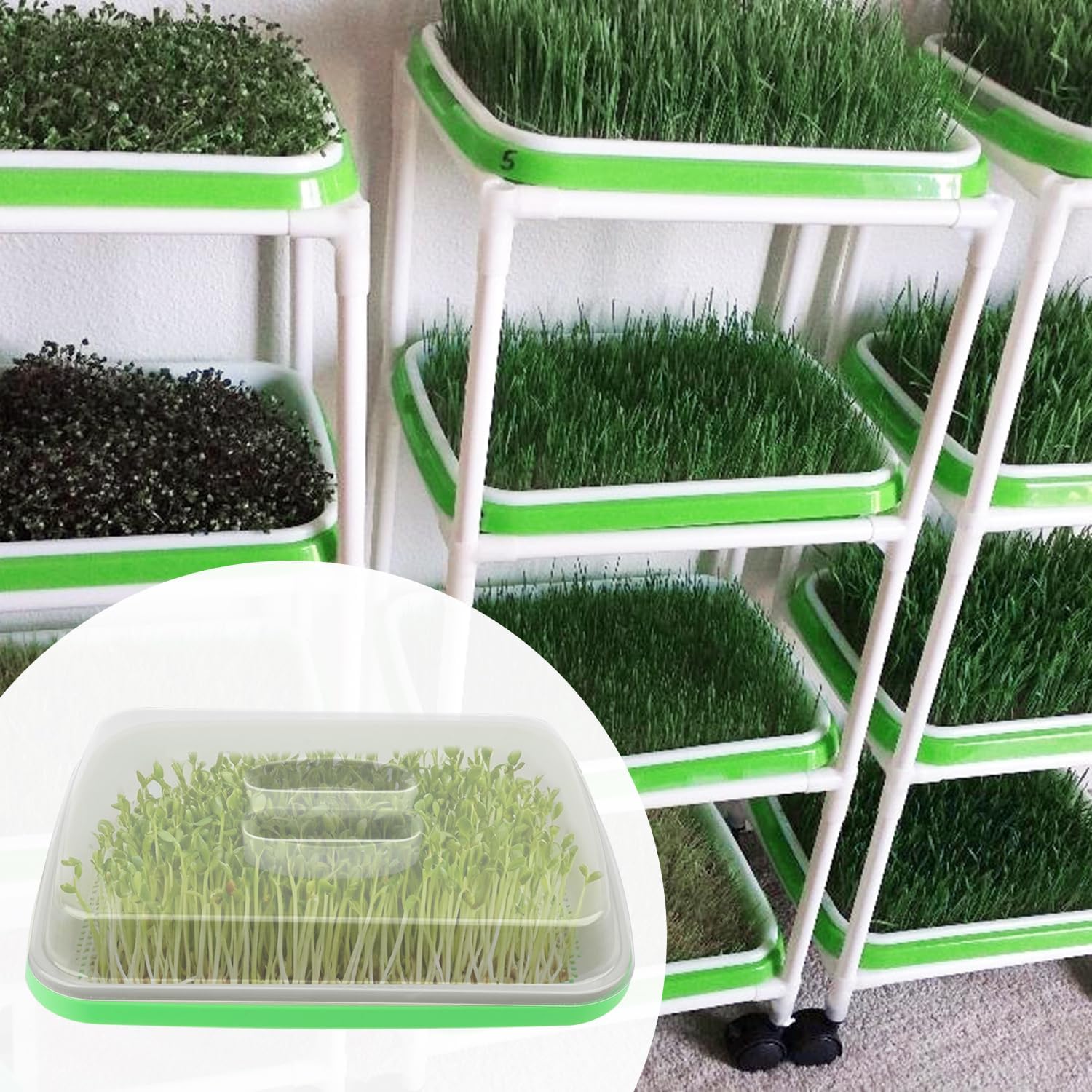 10 Pack 12.6 x 10 x 4.8 inch Microgreens Growing Trays with Lids, BPA-Free Sprouting Trays, Germination Tray for Beans