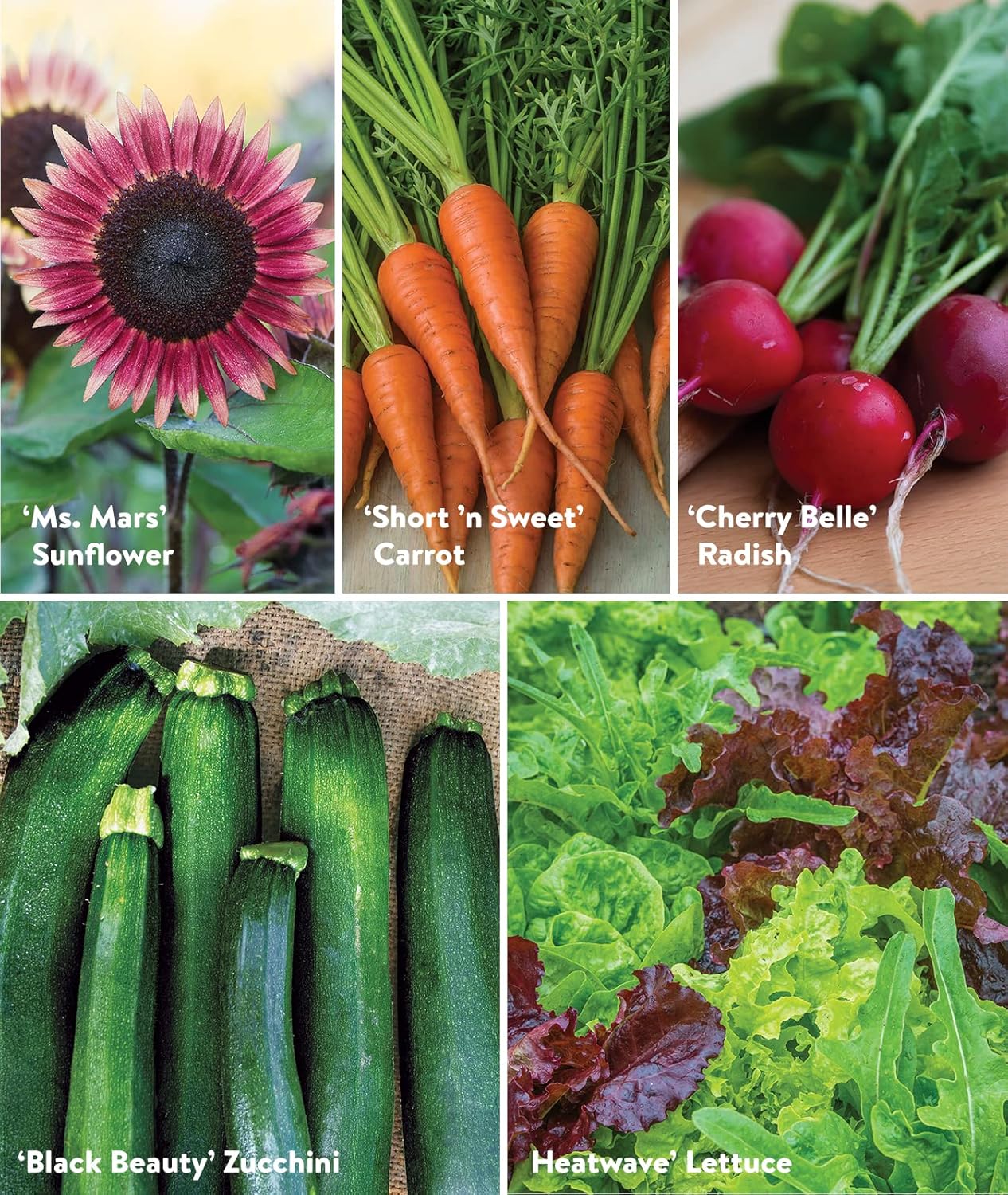 Burpee Garden Sown Flower, Herb & Vegetable 10 Packs of Non-GMO Basil, Lettuce, Cucumber, Radish, Spinach, Kale