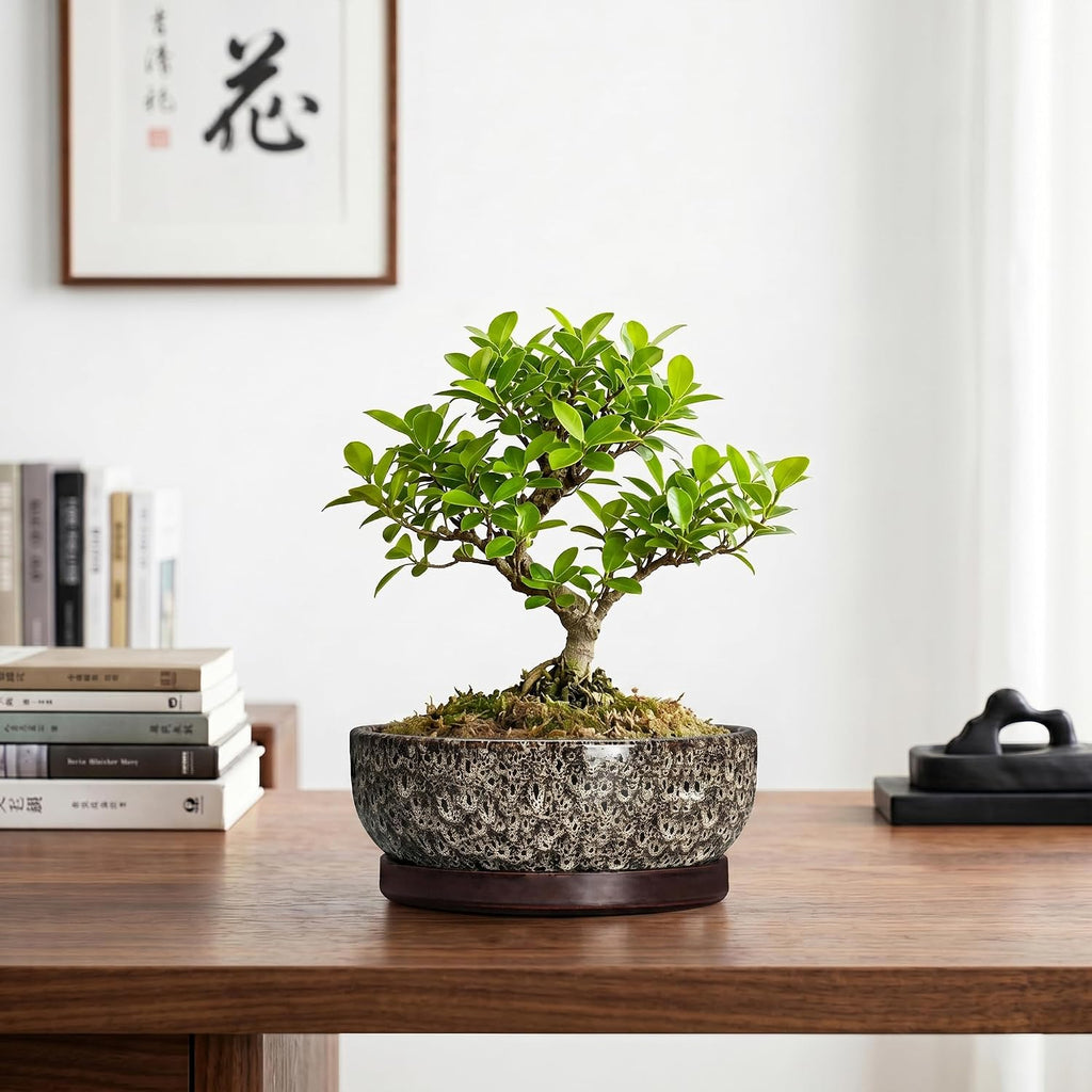 Bonsai Pots, 8 Inch Ceramic Succulent Pot with Saucer, White Leopard | Bonsai Planter for Indoor Plants, Round Shallow