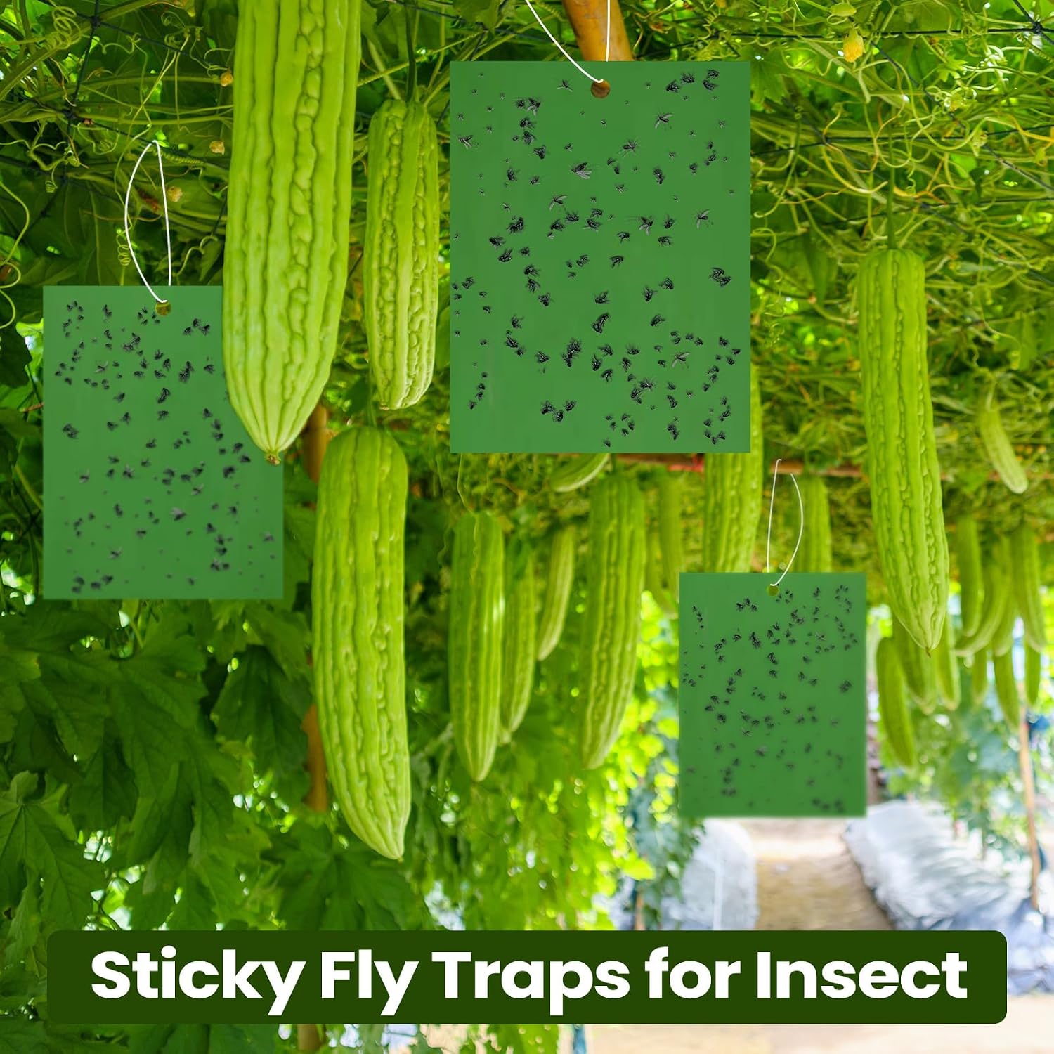 Qualirey 50 Pcs Yellow Sticky Traps 6x8in for Gnats Indoor | Dual-sided for Fungus Gnats Fruit Flies Whiteflies Thrips