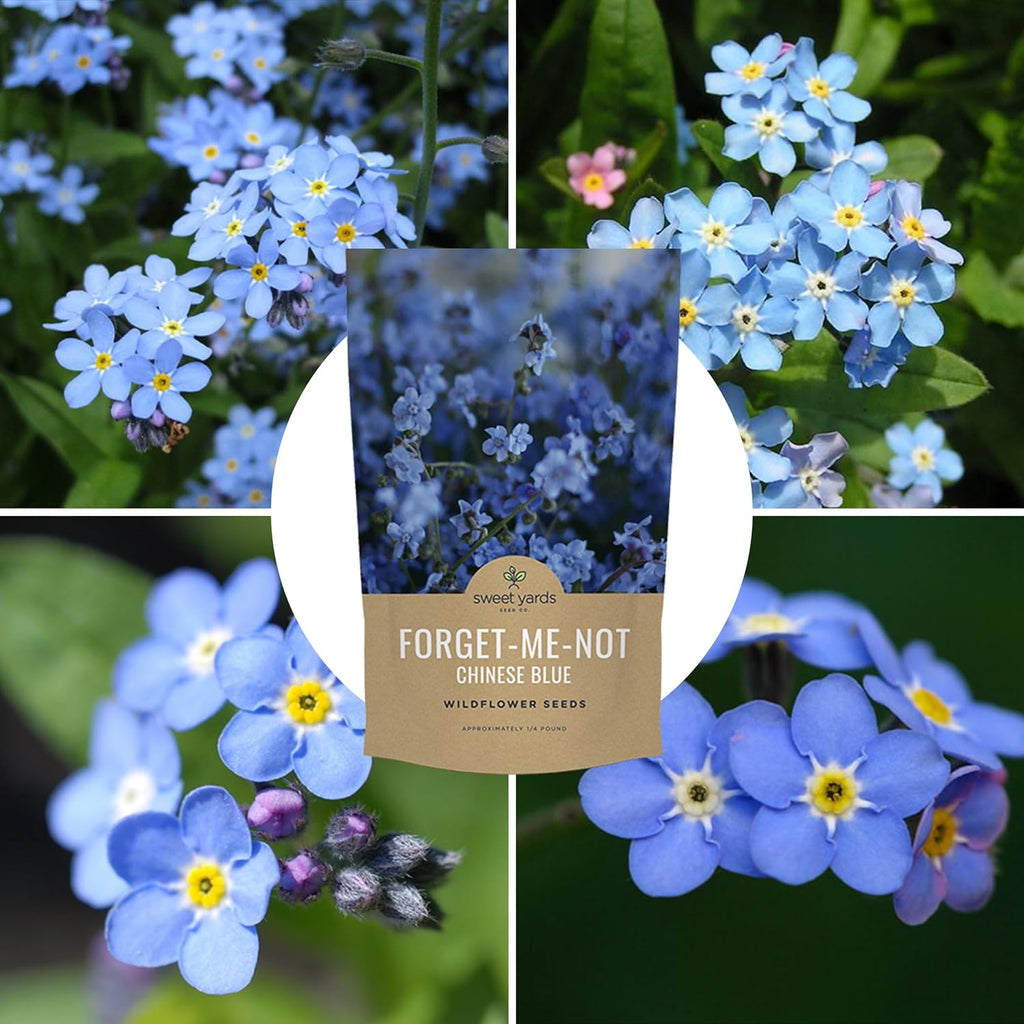 Chinese Forget Me Not Wildflower Seeds - Bulk 1/4 Pound Bag - Over 22,000 Open Pollinated Seeds - Blue Cynoglossum
