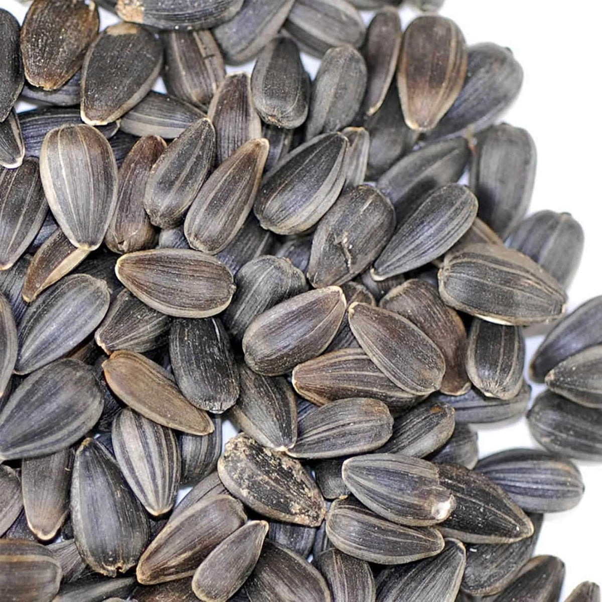 Mountain Valley Seed Co Whole Sunflower Sprouting Seed 5 Lb ~ 128,000 Seeds | Black Oil Sun Flower Seeds (Shell On):