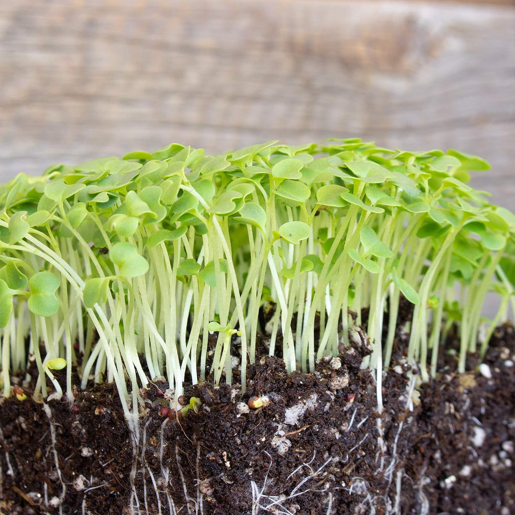 Mountain Valley Seed Co Green Mustard Microgreens Seeds - 5 Lb Bulk | 960,000 Seeds - Grow Non-GMO Micro Mustard Herb