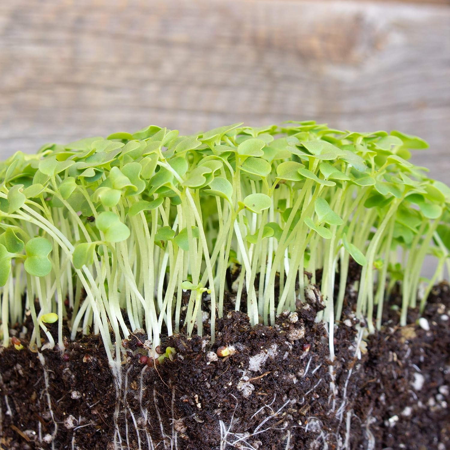 Mountain Valley Seed Co Green Mustard Microgreens Seeds - 5 Lb Bulk | 960,000 Seeds - Grow Non-GMO Micro Mustard Herb