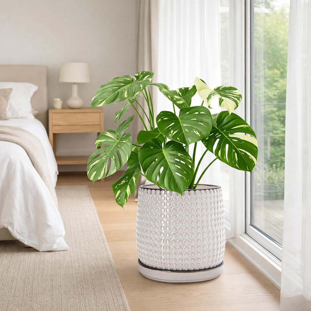 D'vine Dev Beaded Ceramic Pot with Saucer, 10 in, Smoked White, 27-C-P-1 | Embossed Dot Texture, Smooth Glazed Finish
