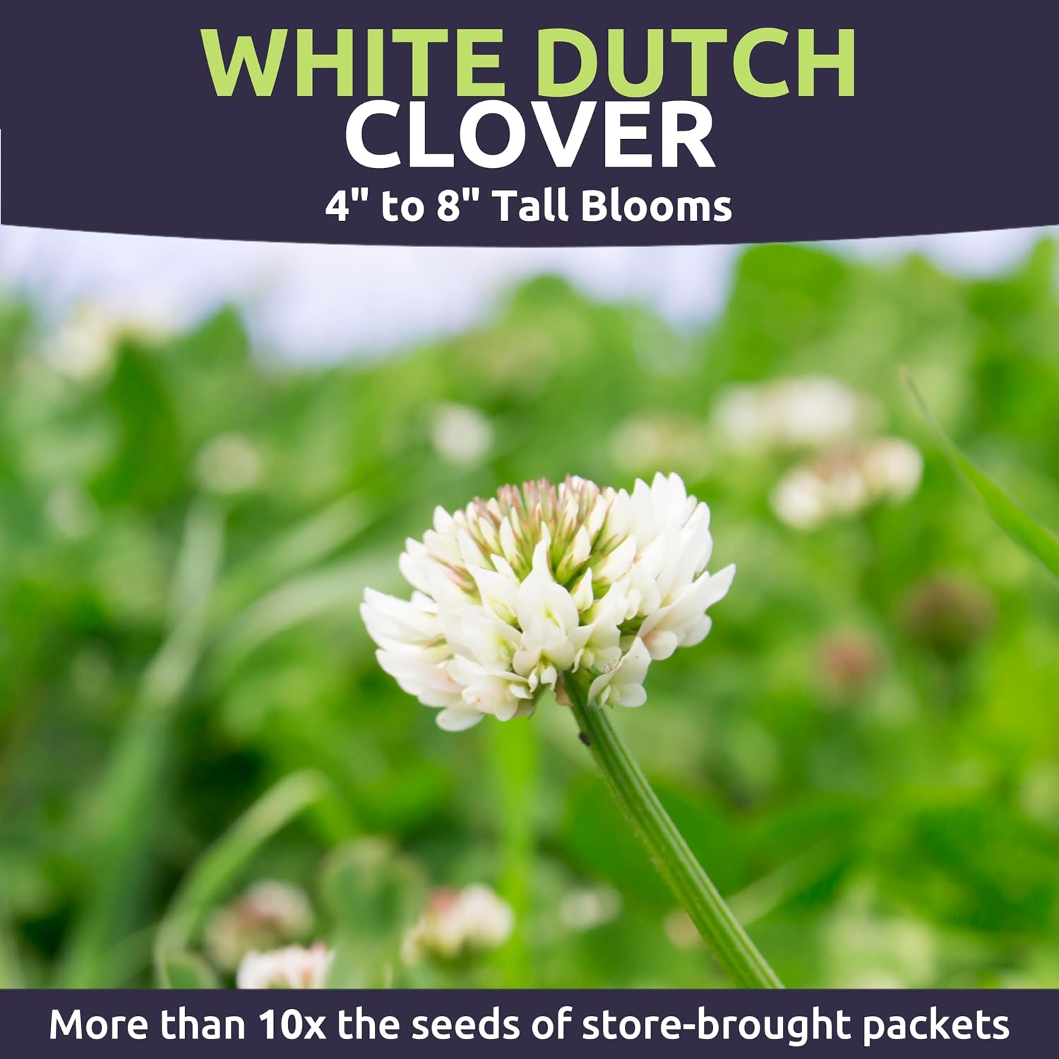 White Dutch Clover - Bulk 1 Pound Pouch - 600,000 Flower Seeds for Planting - Trifolium repens