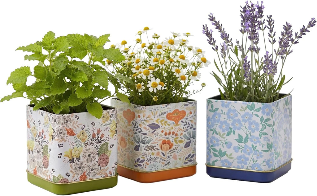 Buzzy Seeds Herbal Tea Garden Grow Kit 3-Pack - Metal Windowsill Planter - Complete Indoor/Outdoor Gardening Kit with